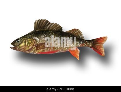 Ray-Finned Fish, Illustration Stockfoto