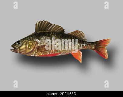 Ray-Finned Fish, Illustration Stockfoto