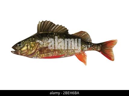 Ray-Finned Fish, Illustration Stockfoto