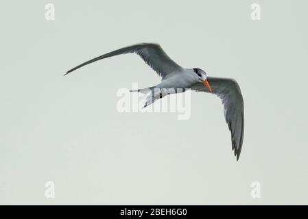 Möwe am Strand El Choyudo, Sonora Mexiko, Golf von Kalifornien, Ökosystem. Golf von Kalifornien Meer als Teil des Pazifischen Ozeans... Gaviota en la playa el Choyudo, Sonora México, golfo de California, Ökosistema. Mar del golfo de California como parte del Océano Pacífico.. (Foto: LuisGutierrez/ NortePhoto.com). Stockfoto