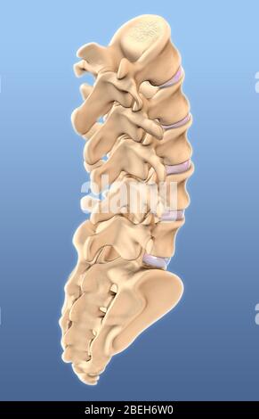 Lendenwirbel und Sacrum, Illustration Stockfoto