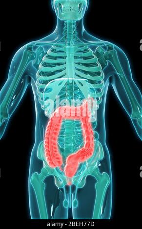 Dickdarm, Illustration Stockfoto