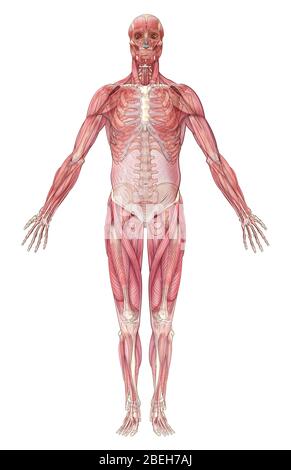 Musculus System, Abbildung Stockfoto