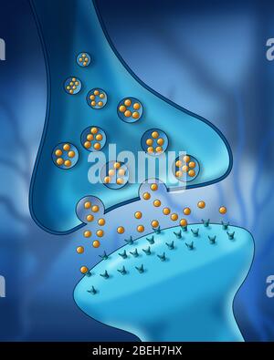 Anatomie Der Neuronensyapse Stockfoto