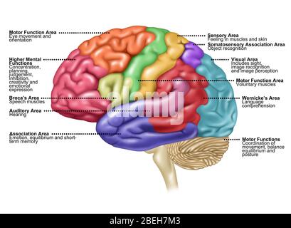 Gehirn, Seitenansicht, Illustration Stockfoto
