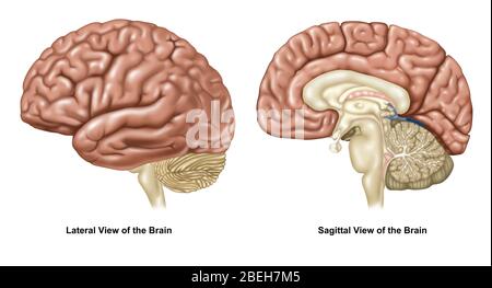 Gehirn-, laterale und sagittale Ansichten Stockfoto