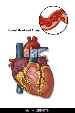 Normales Herz und Arterie, Illustration Stockfoto