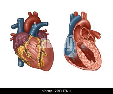 Normales Herz Aussen Und Innenansicht Illustration Stockfotografie Alamy