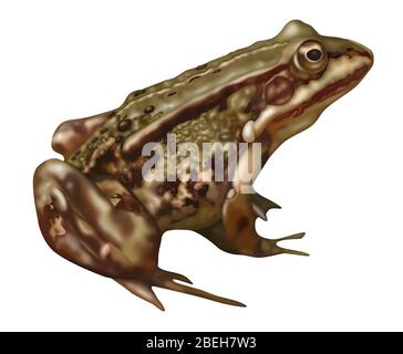 Frosch Anatomie, Illustration Stockfoto