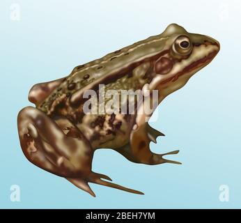 Frosch Anatomie, Illustration Stockfoto