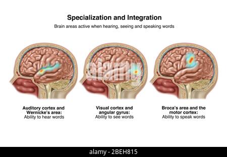 Sprachbereiche des Gehirns, Illustration Stockfoto
