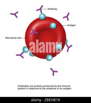 Antikörper und Antigene, Illustration Stockfoto