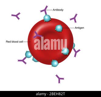 Antikörper und Antigene, Illustration Stockfoto