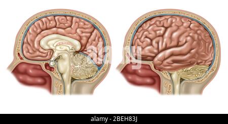 Gehirn-, Sagittal- und Lateralansicht Stockfoto