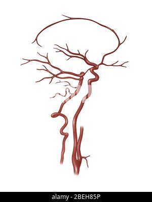 Arterien im Kopf, Abbildung Stockfoto