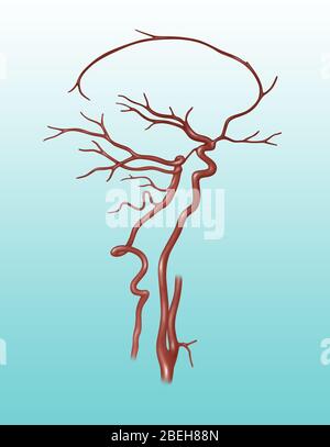 Abbildung zeigt Arterien im Kopf. Rechts sind die Arteria cerebral anterior, die Arteria cerebral cerebral media internate, die Arteria carotis internacalis und die Arteria carotis communis zu sehen. Die linke Seite ist mit der hinteren Hirnarterie, der vorderen unteren Kleinhirnarterie, der hinteren unteren Kleinhirnarterie und der Wirbelarterie gekennzeichnet. Stockfoto