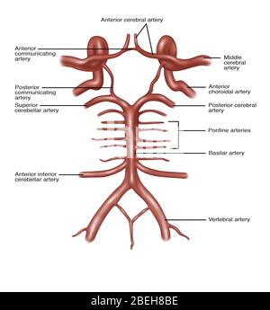 Kreis von Willis, Illustration Stockfoto