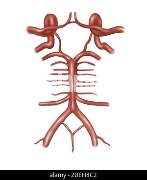 Kreis von Willis, Illustration Stockfoto