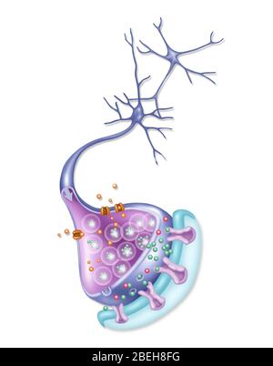 Detailliertes Neuron, Illustration Stockfoto