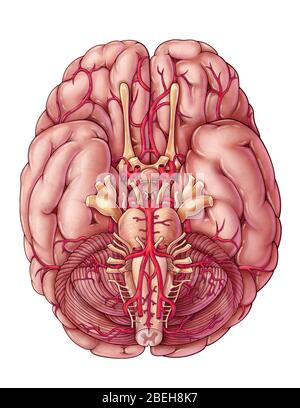 Arterien des Gehirns, Illustration Stockfoto