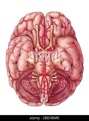 Arterien des Gehirns, Illustration Stockfoto