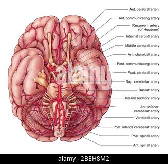 Arterien des Gehirns, Illustration Stockfoto