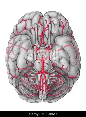 Arterien des Gehirns, Illustration Stockfoto