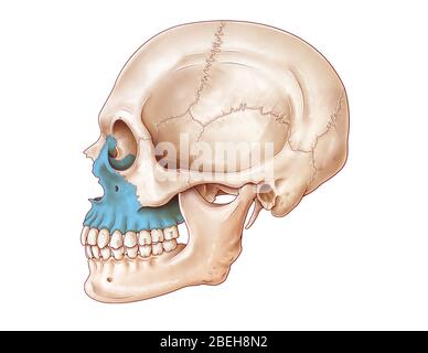 Eine Illustration des menschlichen Schädels aus der Seitenansicht, wobei der Oberkiefer blau hervorgehoben ist. Stockfoto