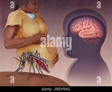 Zika Virus, Illustration Stockfoto