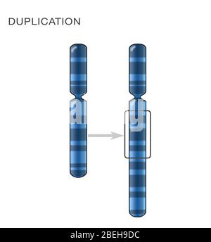 Chromosomenduplikation, Illustration Stockfoto