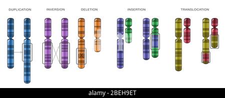 Chromosomenveränderungen, Illustration Stockfoto