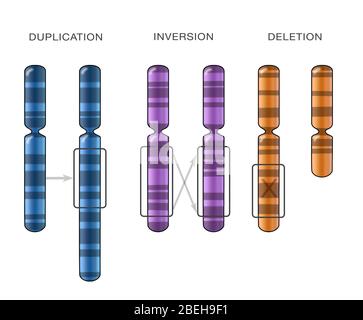 Chromosomenduplikation, Illustration Stockfoto