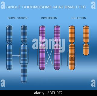Chromosomenduplikation, Illustration Stockfoto