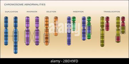 Chromosomenveränderungen, Illustration Stockfoto