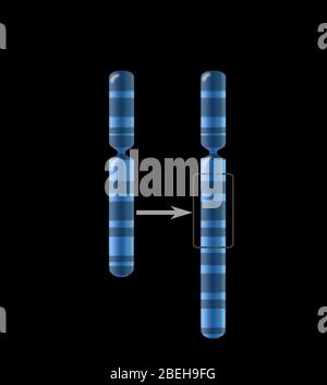 Chromosomenduplikation, Illustration Stockfoto