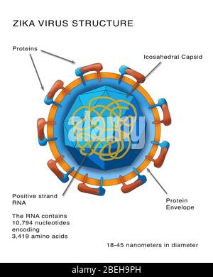 Zika Virus Struktur, Illustration Stockfoto