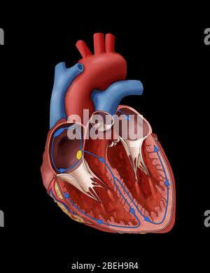 Abbildung zeigt das elektrische System eines normalen Herzens und Herzschlags. Stockfoto
