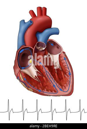 Normales Herz mit EKG, Illustration Stockfoto