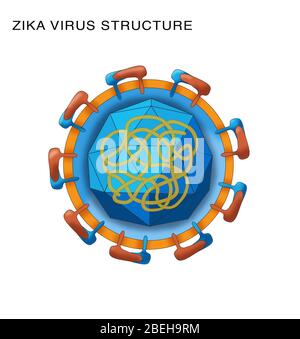 Zika Virus Struktur, Illustration Stockfoto