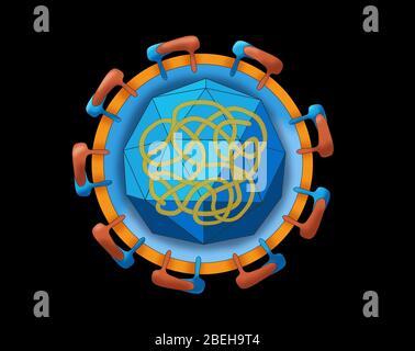 Zika Virus Struktur, Illustration Stockfoto