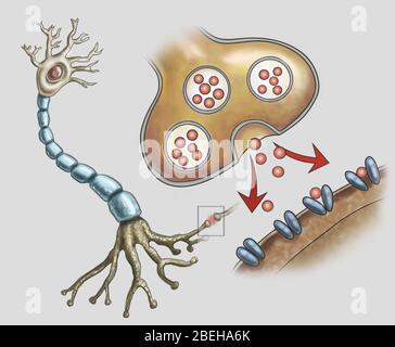 Illustration einer normalen Nervenstruktur und Synapsen, elektrische Signale werden von einem Neuron zum nächsten übertragen. Stockfoto