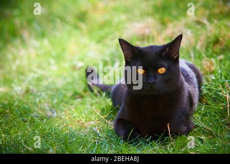 Schwarze Katze über Green Lawn auf der Jagd Stockfoto