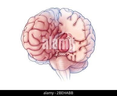 Limbic System, Abbildung Stockfoto