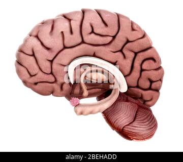 Limbic System, Abbildung Stockfoto