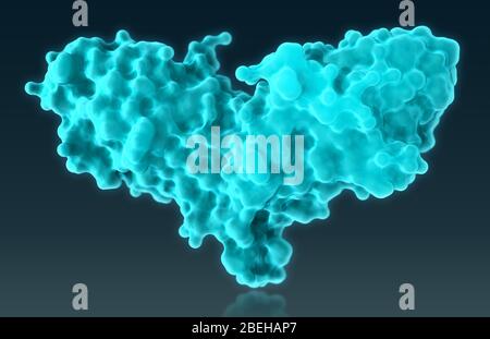 Ein 3D-molekulares Modell des zytotoxischen T-Lymphozyten-assoziierten Proteins 4 (CTLA4), einem Proteinrezeptor auf der Oberfläche von Helper-T-Zellen, der das Immunsystem durch Übertragung inhibitorischer Signale auf andere T-Zellen herunterreguliert. Mutationen im CTLA4-Gen sind mit Insulin-abhängiger Diabetes, Graves-Krankheit, Hashimoto-Thyreoiditis, Zöliakie, Lupus und anderen Autoimmunerkrankungen assoziiert. Stockfoto