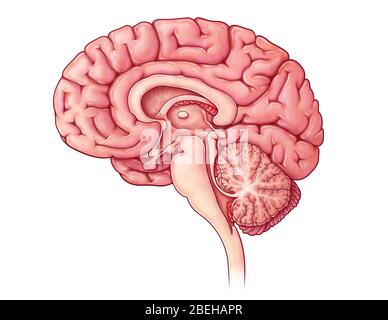 Gehirn Sagittal Abschnitt, Abbildung Stockfoto