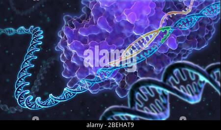 Eine konzeptuelle Illustration der Genombearbeitung unter Verwendung von gruppierten, regelmäßig interspaced kurzen palindromischen Wiederholungen (CRISPR). Um eine genetische Sequenz zu bearbeiten, bindet sich ein Cas9-Protein (violett) an die DNA einer Zelle mit Hilfe einer Guide-RNA (orange), die einer Ziel-DNA-Sequenz entspricht, und trennt die Doppelhelix. Eine Protospacer-Sequenz (PAM) auf der DNA der Zelle (grün) zeigt an, wo das Cas9-Protein die Ziel-DNA "versperrt". Sobald die Sequenz geschnitten wurde, kann die DNA deaktiviert oder verändert werden. Stockfoto