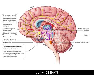 Cholinerge Bahn, Illustration Stockfoto