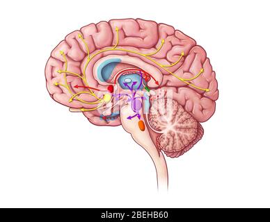 Cholinerge Bahn, Illustration Stockfoto