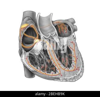 Herzleitungssystem Stockfoto